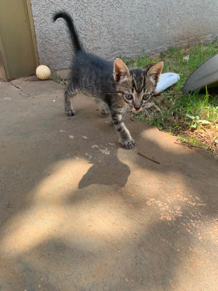 Gato ra a  idade 2 a 6 meses nome tigrinho