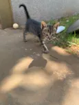tigrinho