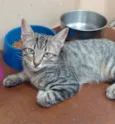Tigradinho