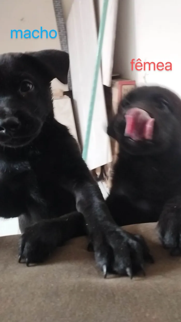 Cachorro ra a desconhecida idade 2 a 6 meses nome PANTERA e BETTOWEN