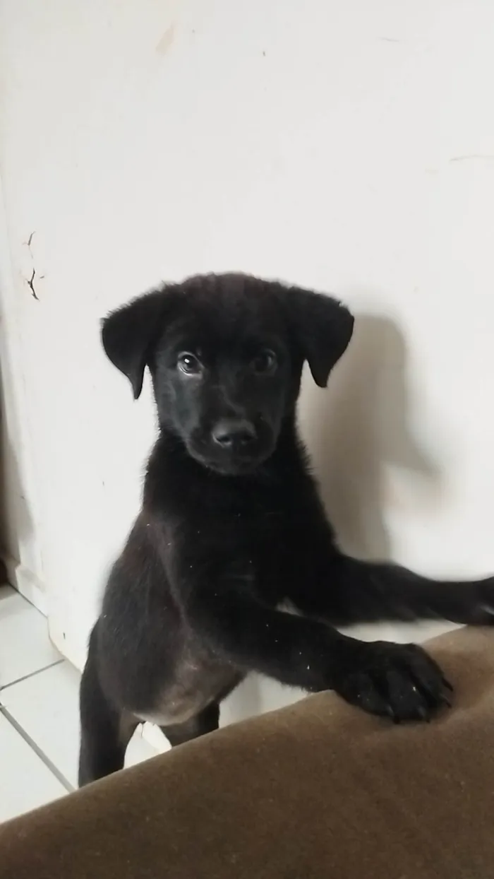 Cachorro ra a desconhecida idade 2 a 6 meses nome PANTERA e BETTOWEN