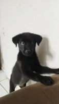 PANTERA e BETTOWEN