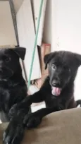 PANTERA e BETTOWEN