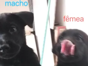 Cachorro raça desconhecida idade 2 a 6 meses nome PANTERA e BETTOWEN