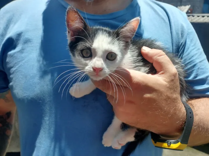 Gato ra a SRD-ViraLata idade 2 a 6 meses nome Augustino 