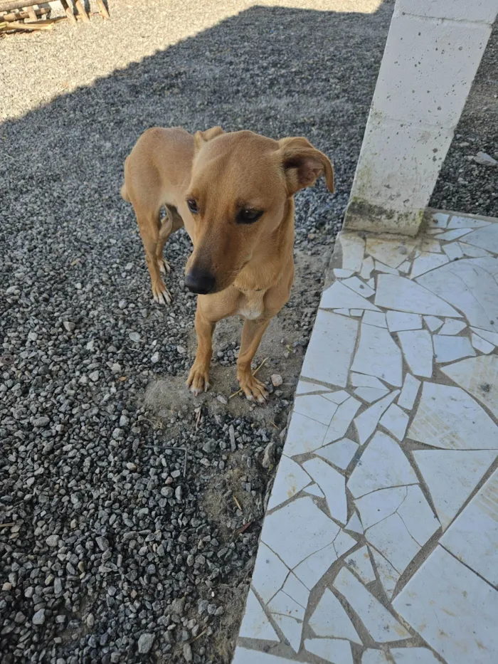 Cachorro ra a Srd idade 7 a 11 meses nome BOB