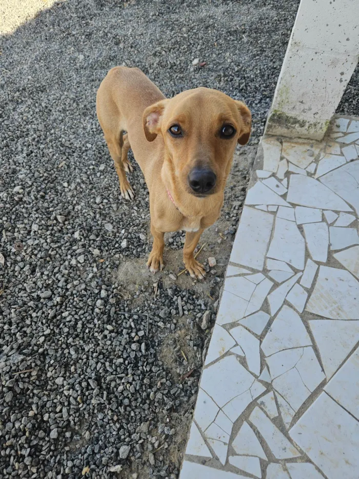 Cachorro ra a Srd idade 7 a 11 meses nome BOB