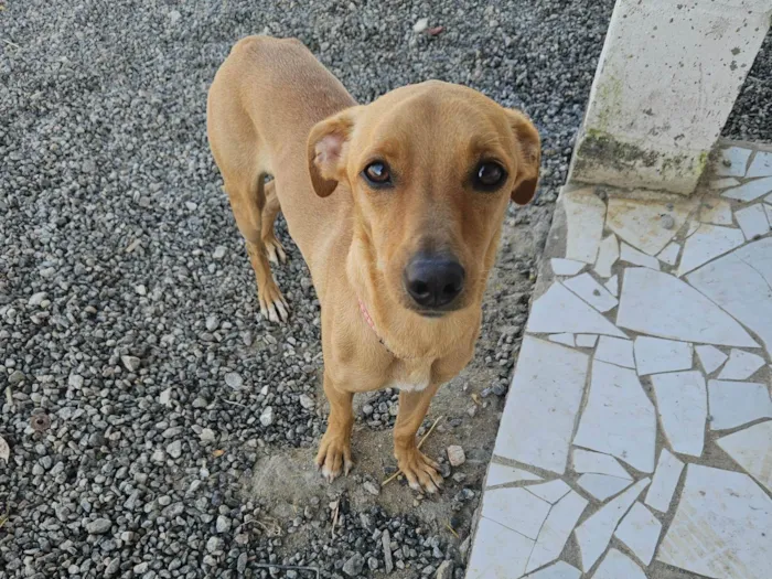 Cachorro ra a Srd idade 7 a 11 meses nome BOB