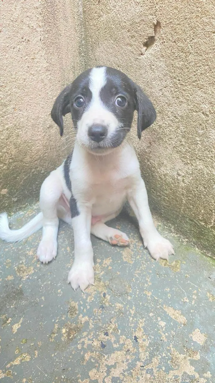 Cachorro ra a SRD-ViraLata idade Abaixo de 2 meses nome Luffy