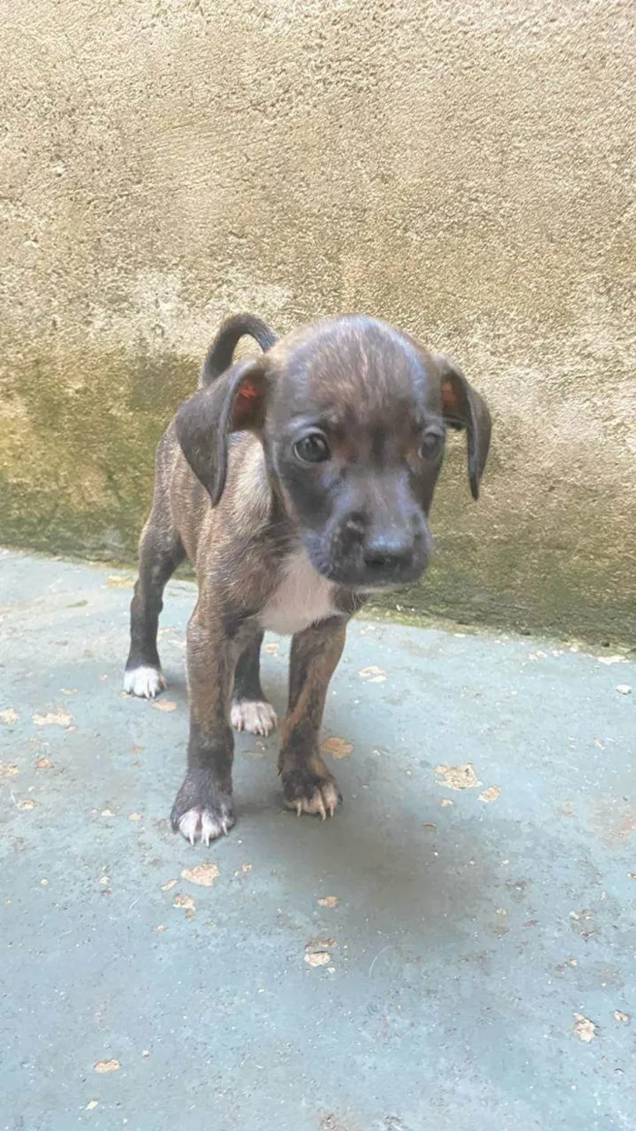 Cachorro ra a SRD-ViraLata idade Abaixo de 2 meses nome Riana