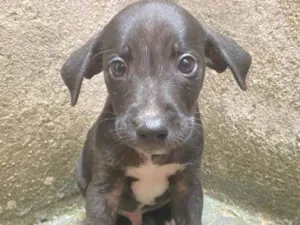 Cachorro raça SRD-ViraLata idade Abaixo de 2 meses nome Preto 