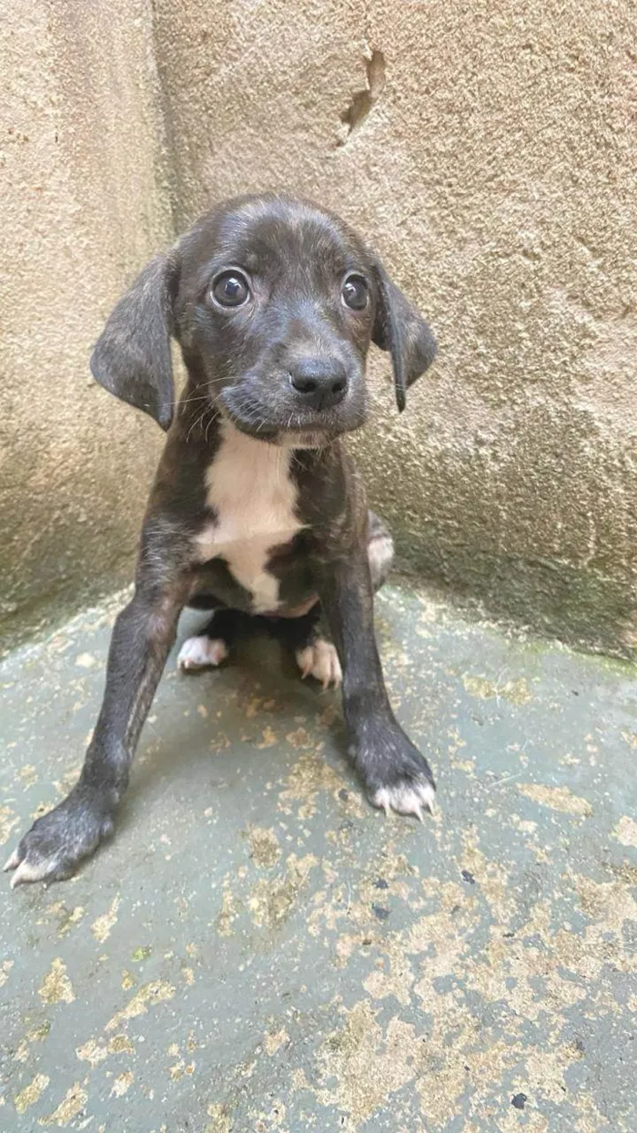 Cachorro ra a SRD-ViraLata idade Abaixo de 2 meses nome Stuart 