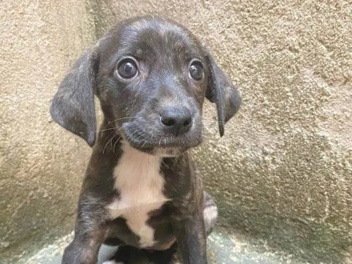 Cachorro ra a SRD-ViraLata idade Abaixo de 2 meses nome Stuart 