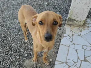 Cachorro raça Srd idade 7 a 11 meses nome BOB