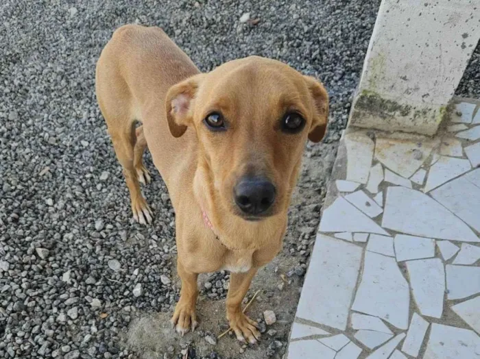 Cachorro ra a Srd idade 7 a 11 meses nome BOB