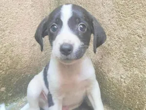 Cachorro raça SRD-ViraLata idade Abaixo de 2 meses nome Luffy