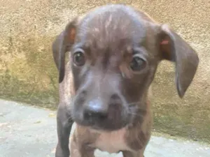 Cachorro raça SRD-ViraLata idade Abaixo de 2 meses nome Riana