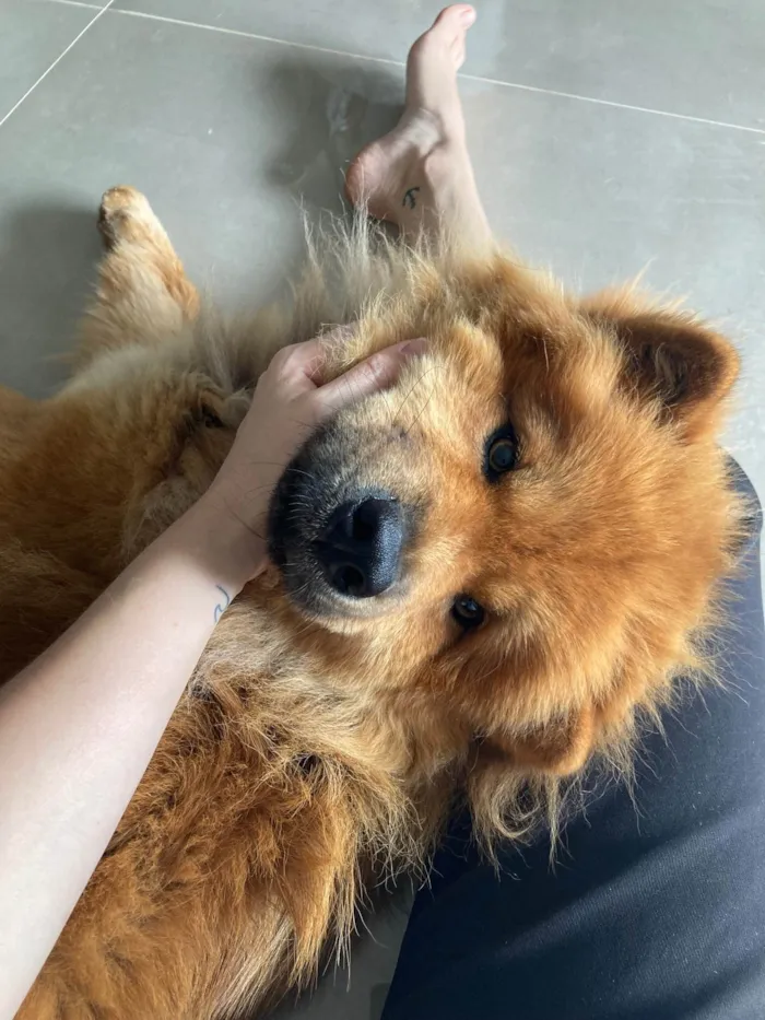 Cachorro ra a Chow chow  idade 2 anos nome Lola 