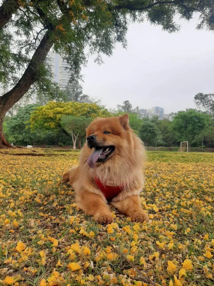 Cachorro ra a Chow chow  idade 2 anos nome Lola 