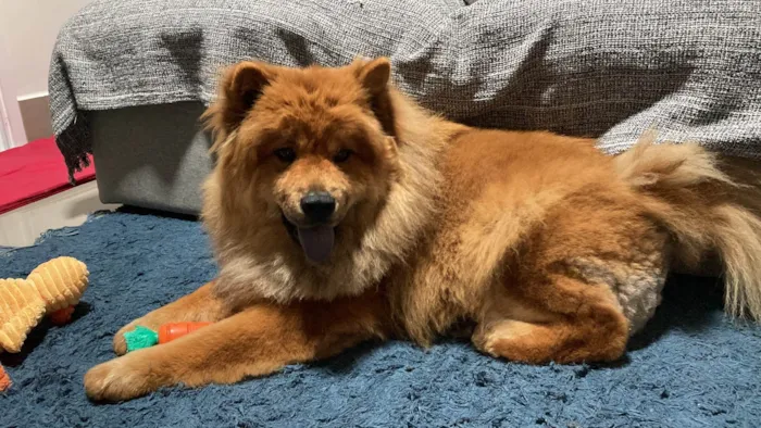 Cachorro ra a Chow chow  idade 2 anos nome Lola 