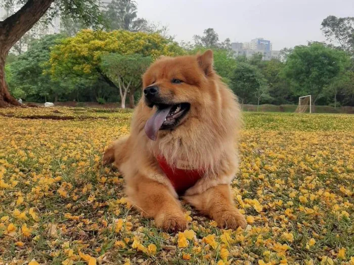 Cachorro ra a Chow chow  idade 2 anos nome Lola 