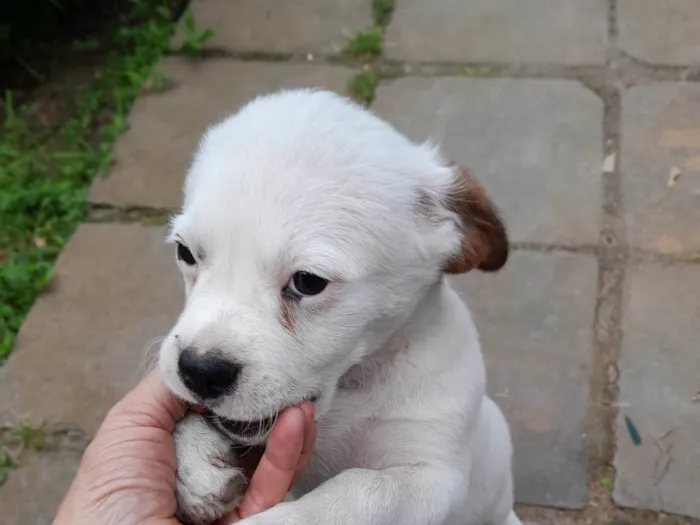 Cachorro ra a SRD idade 7 a 11 meses nome Branco Resgate Enchente Canoas. Filhotao.