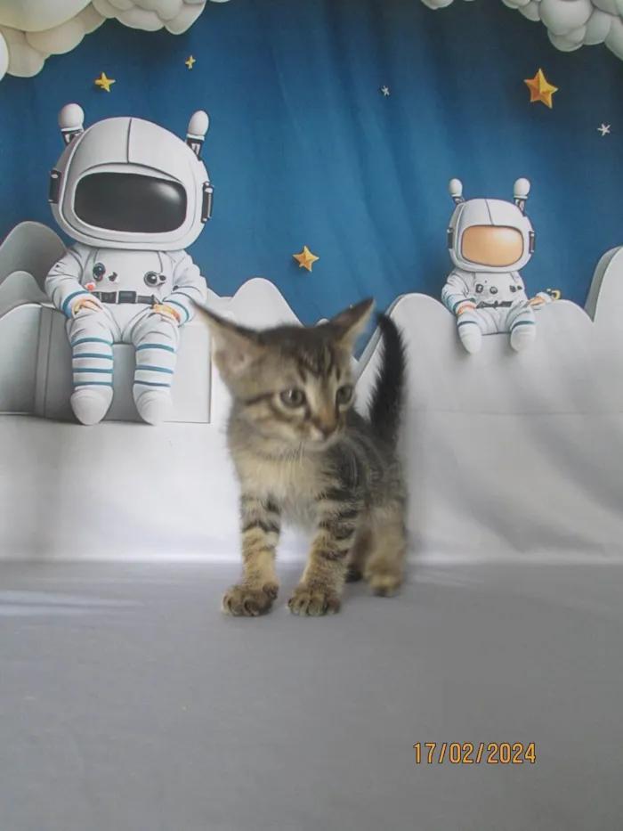 Gato ra a SRD-ViraLata idade 2 a 6 meses nome Sem nome