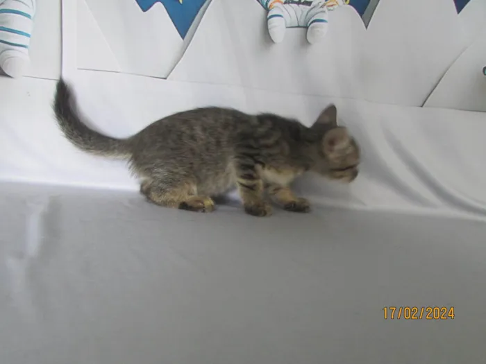 Gato ra a SRD-ViraLata idade 2 a 6 meses nome Sem nome