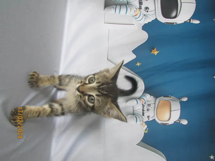 Gato ra a SRD-ViraLata idade 2 a 6 meses nome Sem nome