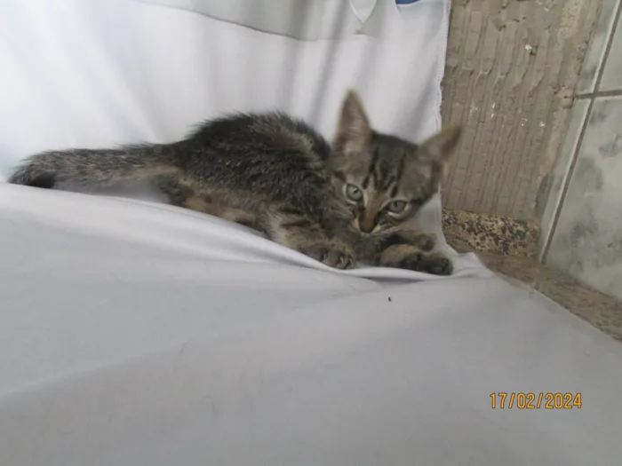 Gato ra a SRD-ViraLata idade 2 a 6 meses nome Sem nome