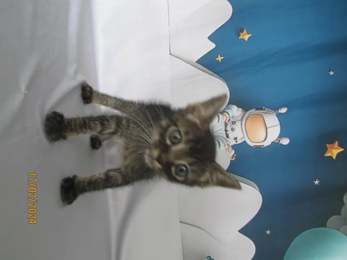 Gato ra a SRD-ViraLata idade 2 a 6 meses nome Sem nome