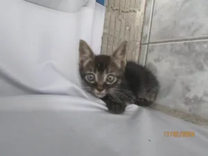 Gato raça SRD-ViraLata idade 2 a 6 meses nome Sem nome