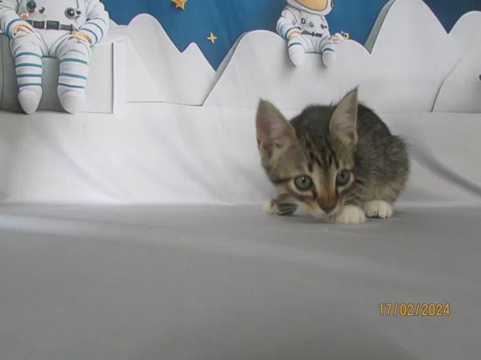 Gato ra a SRD-ViraLata idade 2 a 6 meses nome Sem nome