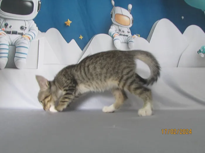 Gato ra a SRD-ViraLata idade 2 a 6 meses nome Sem nome