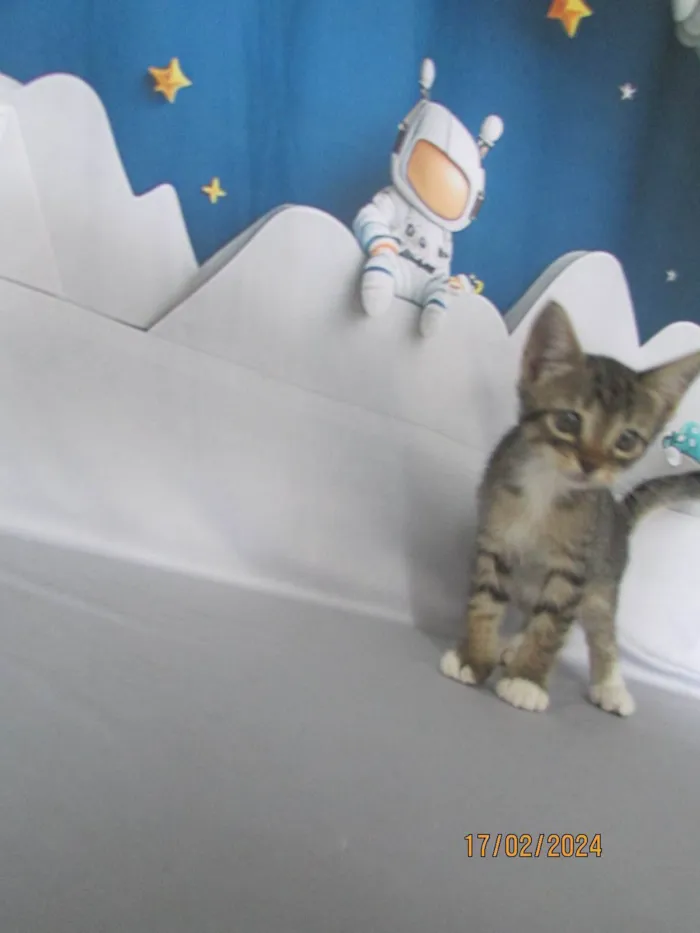 Gato ra a SRD-ViraLata idade 2 a 6 meses nome Sem nome