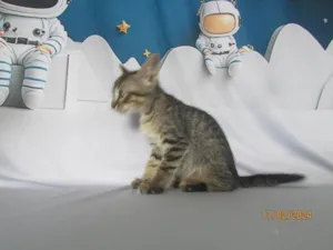 Gato raça SRD-ViraLata idade 2 a 6 meses nome Sem nome