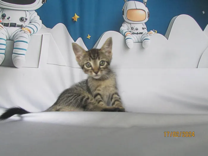 Gato ra a SRD-ViraLata idade 2 a 6 meses nome Sem nome