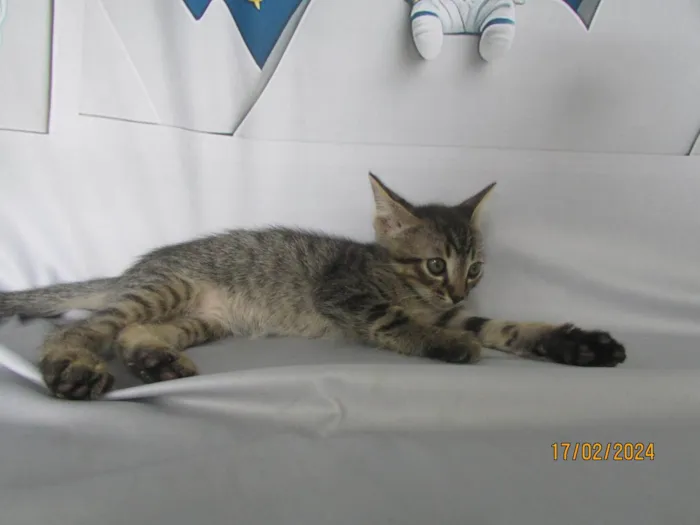 Gato ra a SRD-ViraLata idade 2 a 6 meses nome Sem nome