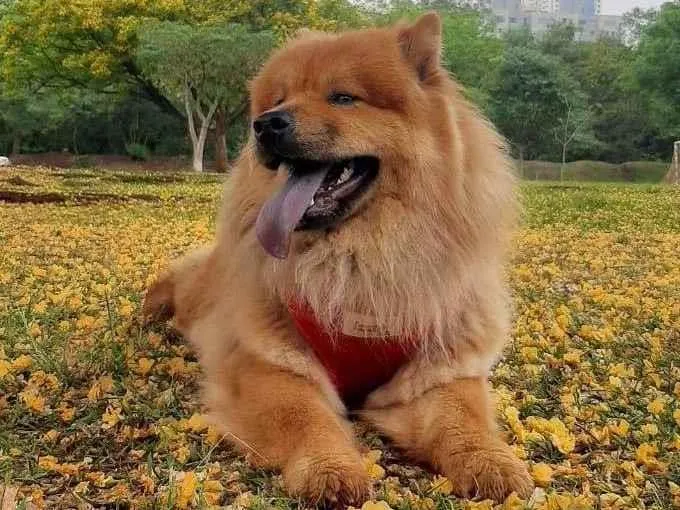 Cachorro ra a Chow chow  idade 2 anos nome Lola 