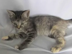 Gato raça SRD-ViraLata idade 2 a 6 meses nome Sem nome