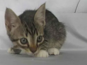 Gato raça SRD-ViraLata idade 2 a 6 meses nome Sem nome