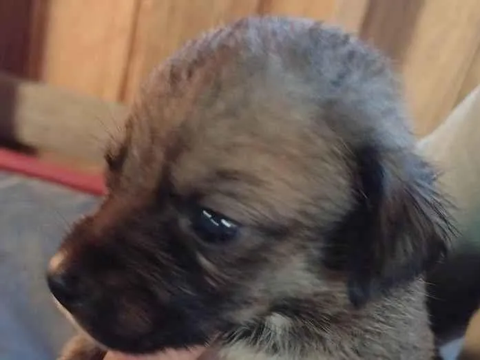Cachorro ra a SRD-ViraLata idade Abaixo de 2 meses nome Duke