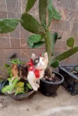 Tricolor