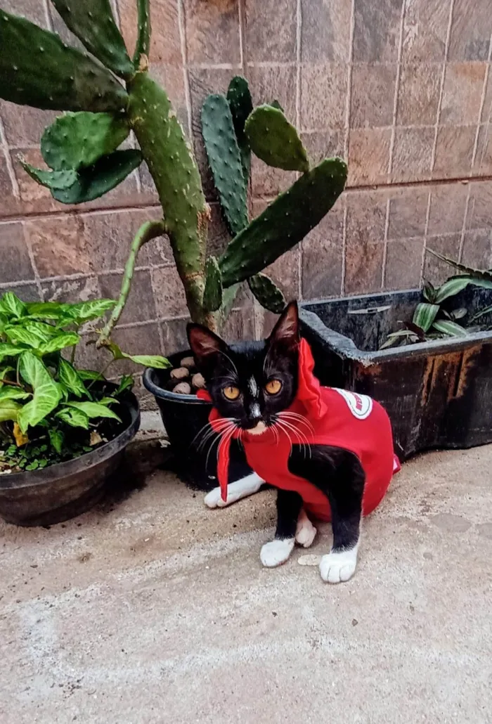 Gato ra a SRD-ViraLata idade 2 a 6 meses nome Frajola 