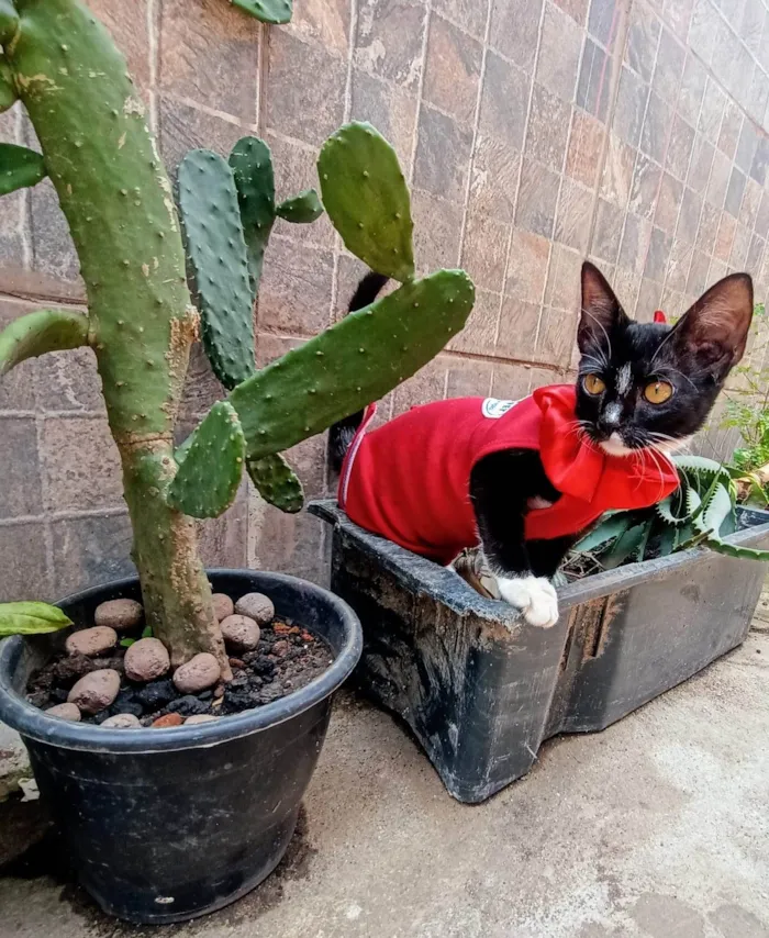 Gato ra a SRD-ViraLata idade 2 a 6 meses nome Frajola 