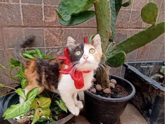 Gato ra a SRD-ViraLata idade Abaixo de 2 meses nome Tricolor 