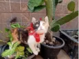 Tricolor