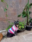 Escaminha