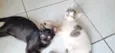 Fininha, pretinho e manchinha