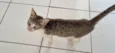 Fininha, pretinho e manchinha